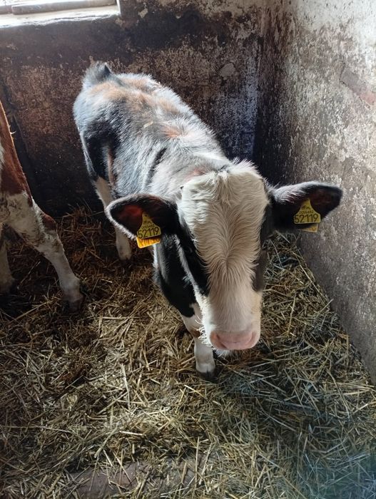 Sprzedam byczka SIM odwadze 130 kg