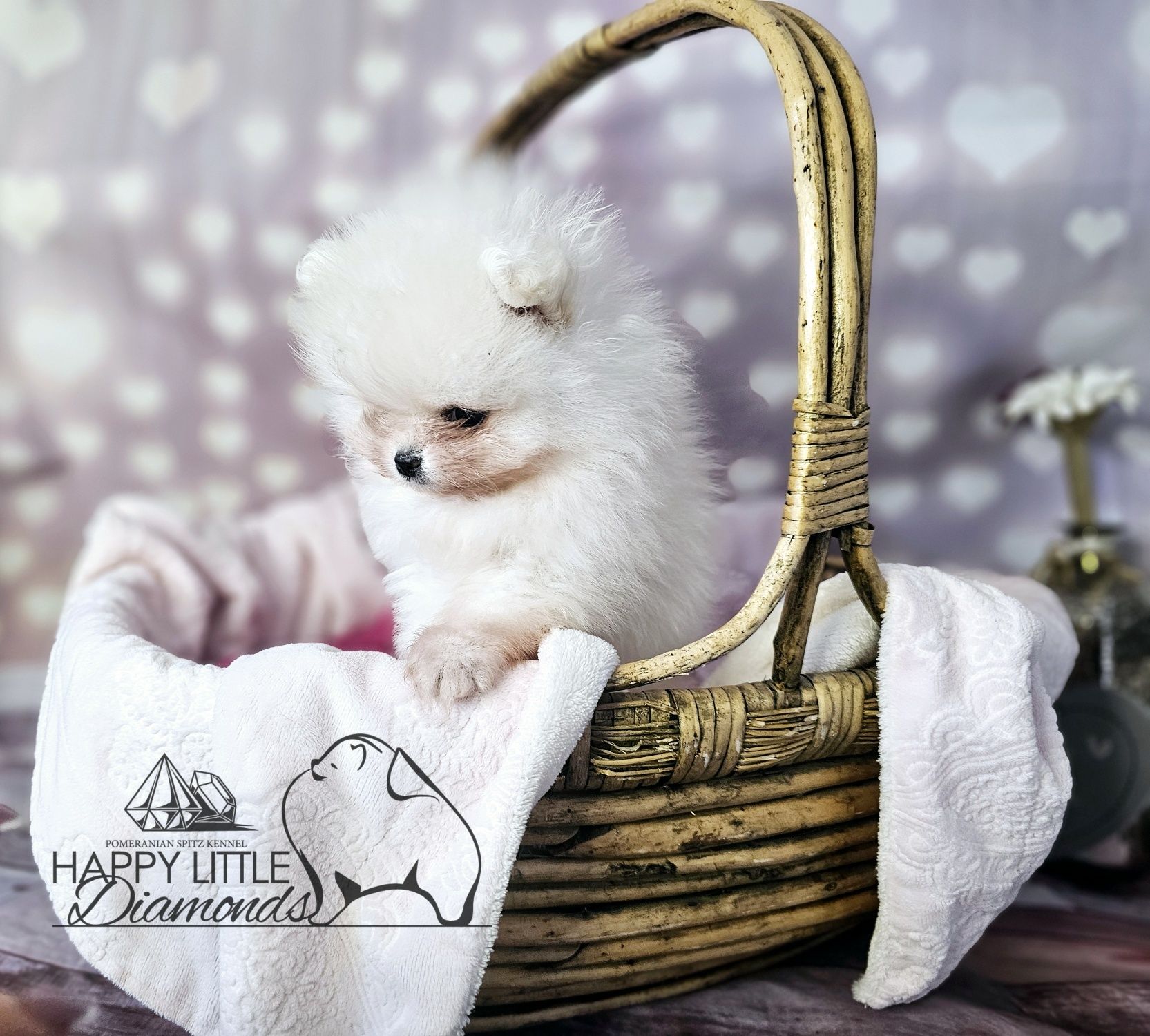 Szpic miniaturowy pomeranian suczka