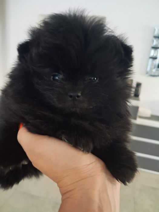 Szpic miniaturowy pomeranian sunia maluka
