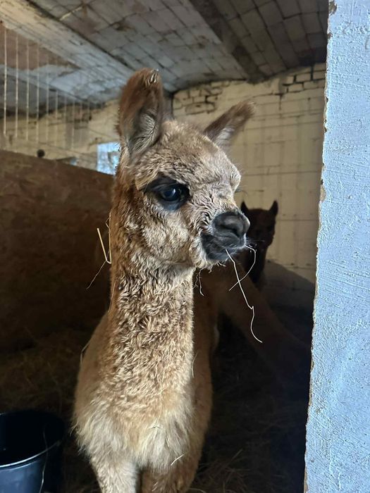 Alpaki Samice I Samczyk