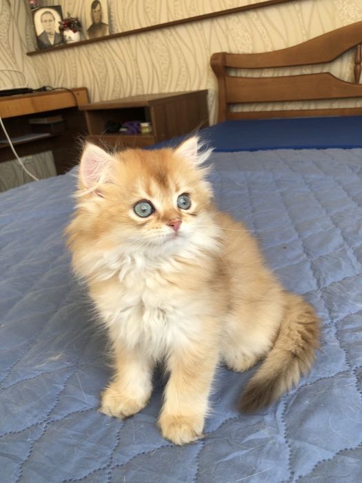 Золоті шотландські шиншили. Кошенята. Котята. Питомник.