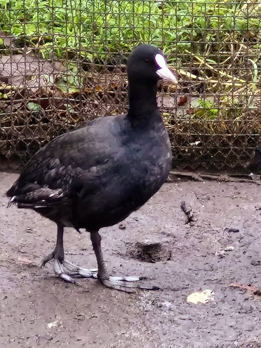 Kaczki ozdobne łyski sprzedam.