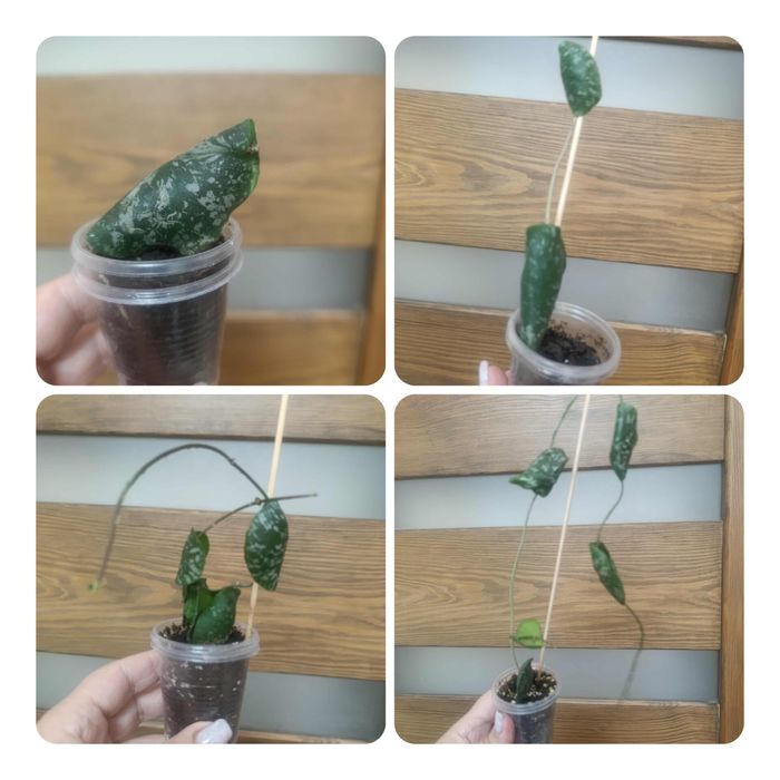 Хойї та дісхідії