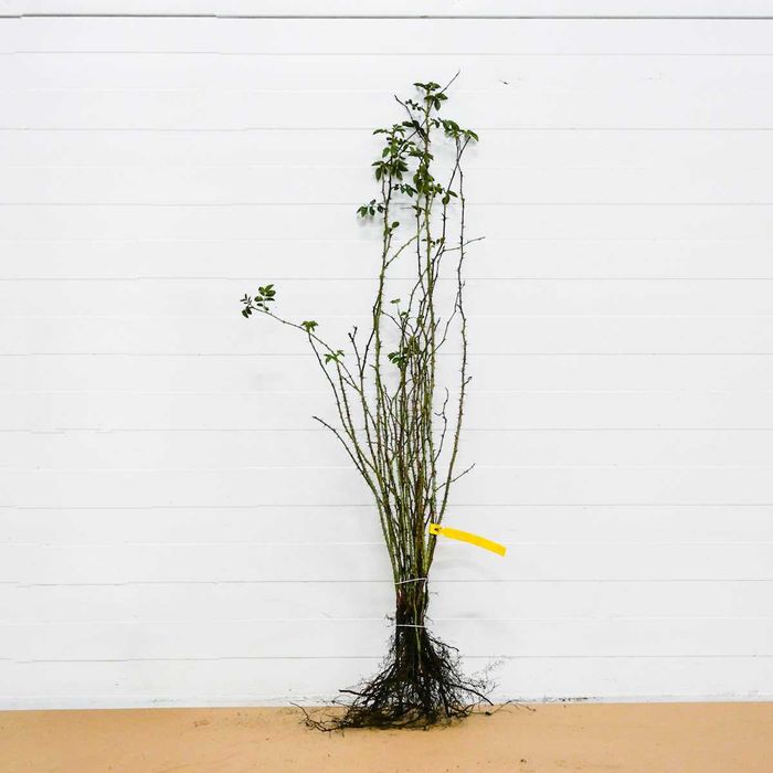 Róża dzika kopana z gruntu