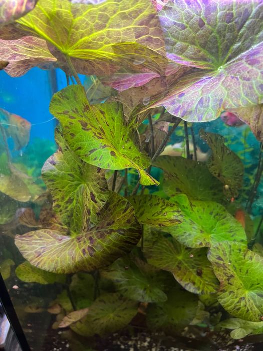 Акваріумна рослина німфея