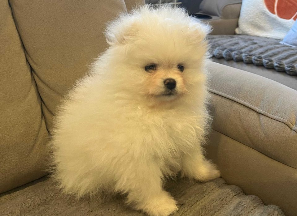 Pomeranian – kremowy przystojniak