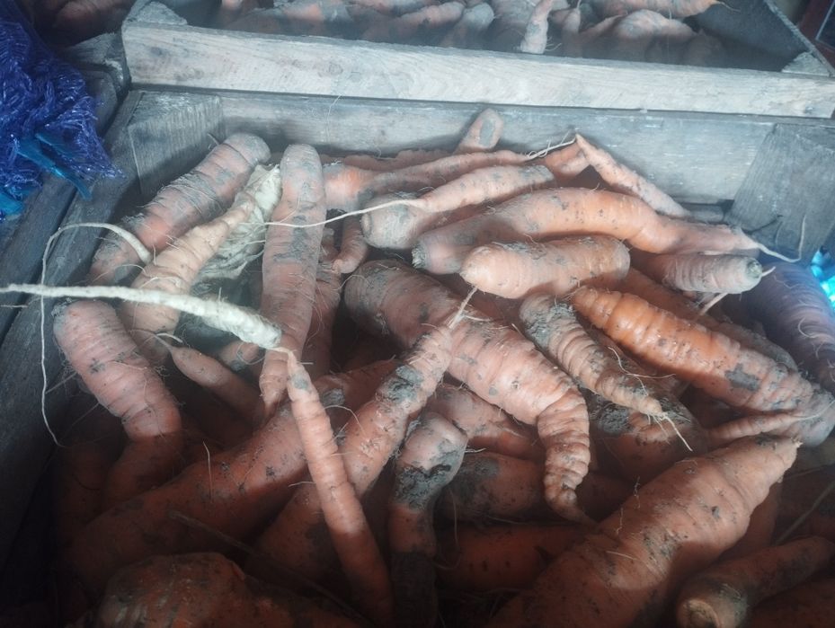 Sprzedam marchewa jadalna