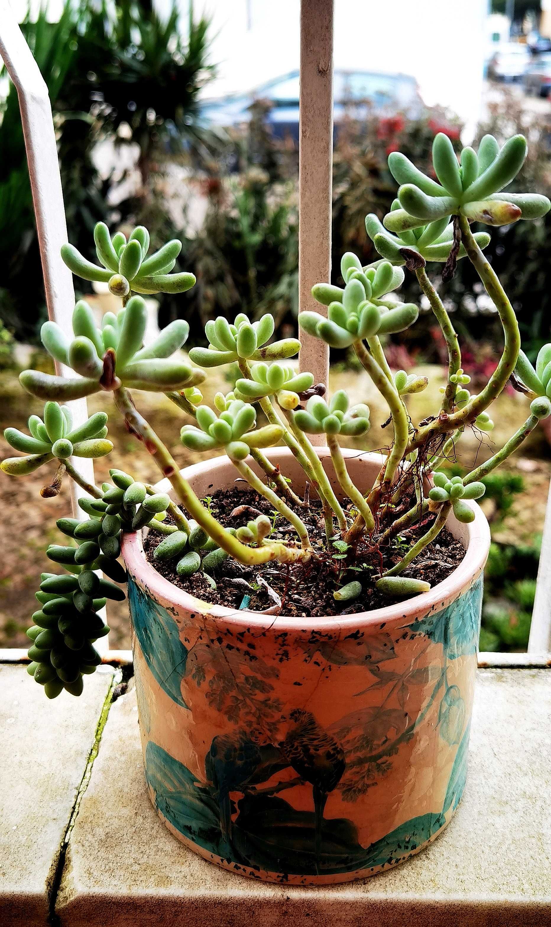 Vasos de plantas com vaso antigo