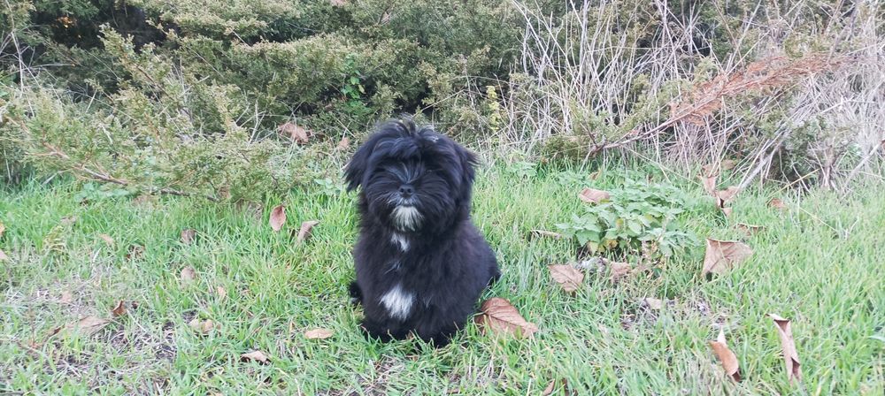 Мальчик мальтипу