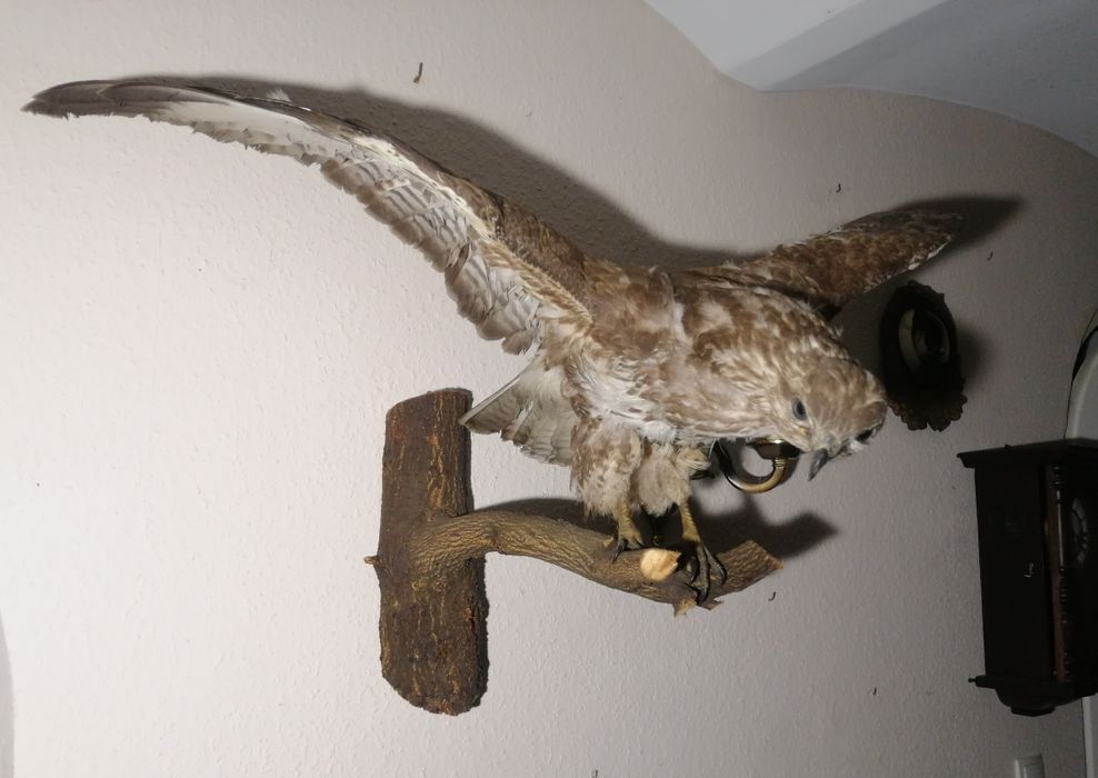 Ptak wypchany spreparowany