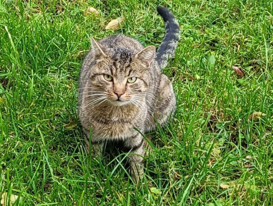 Burasek szuka domku.