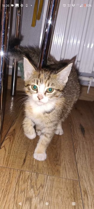 Oddam kotki w dobre ręce