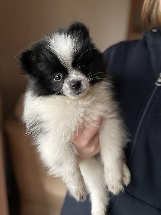 Szpic miniaturowy pomeranian chłopiec