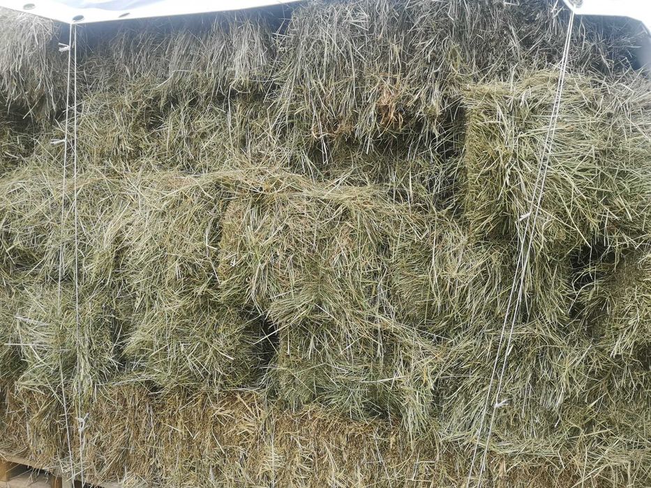 Siano w kostkach 2025