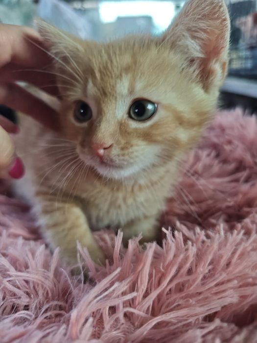 4 kocięta 8 tygodniowe szukają domów