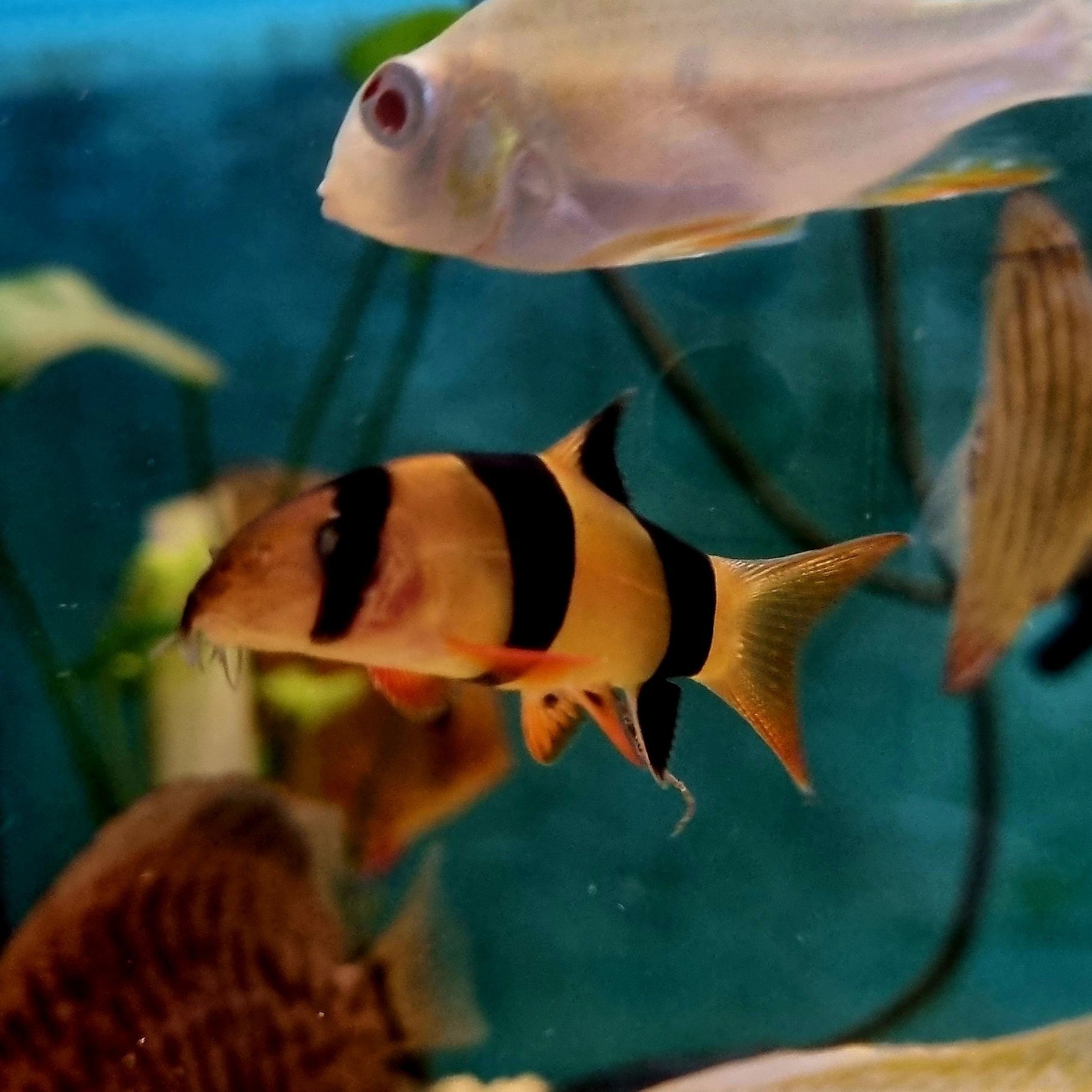 Bocja wspaniała (Chromobotia macracanthus) – 5 cm