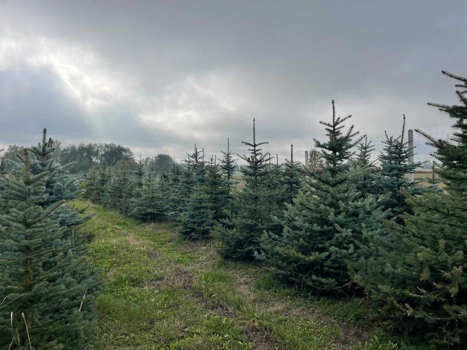 Świerk serbski / Świerk srebrny kopany z gruntu
