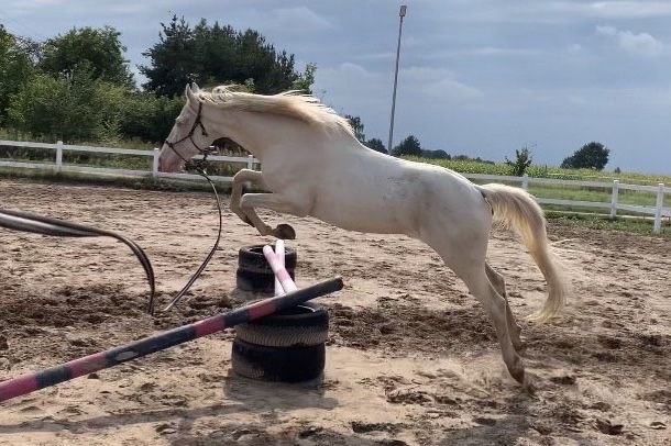 Sprzedam pięknego Konia Cremello! Andaluz.