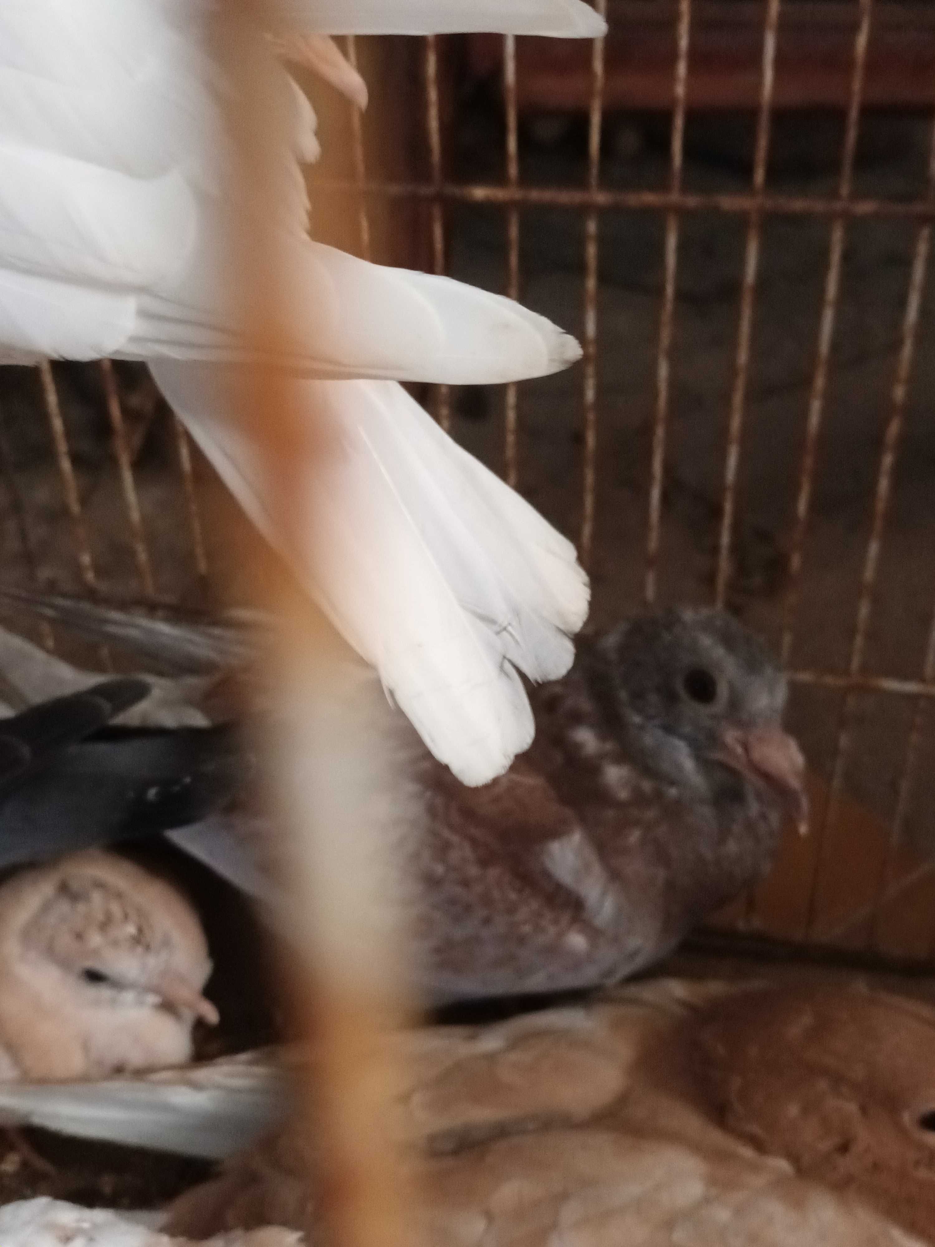 Casal de pombas novinhas borachinhos