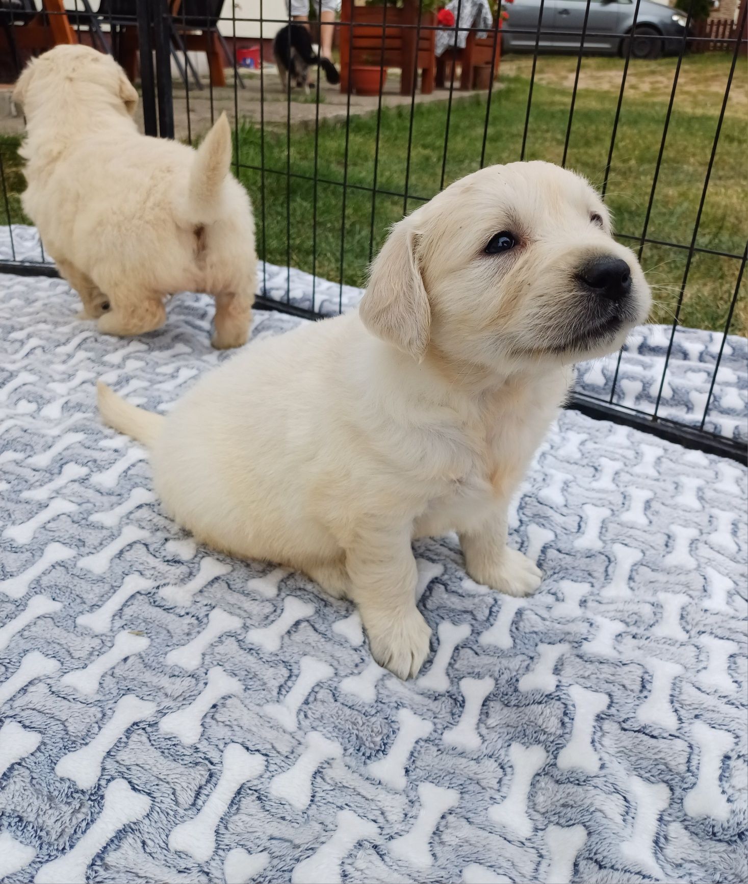 Suczka rasy Golden retriever