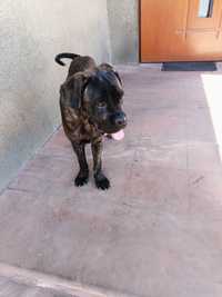 Suczka Cane Corso