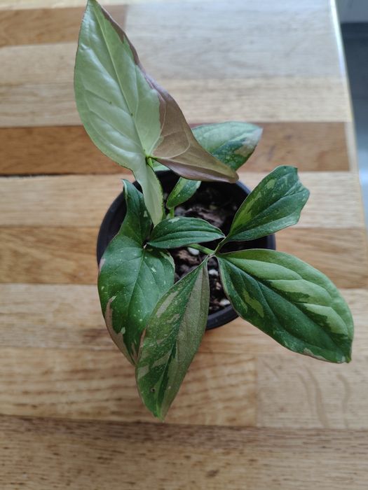 Syngonium red spod trikolor