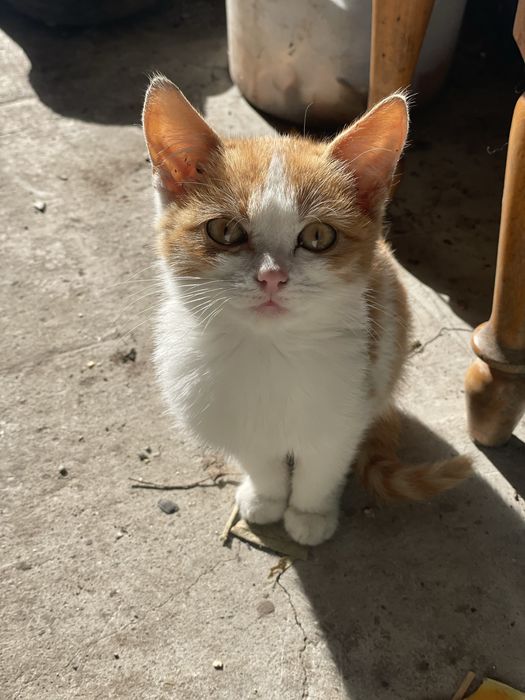 Шукаємо трьом кошенятам домівку.