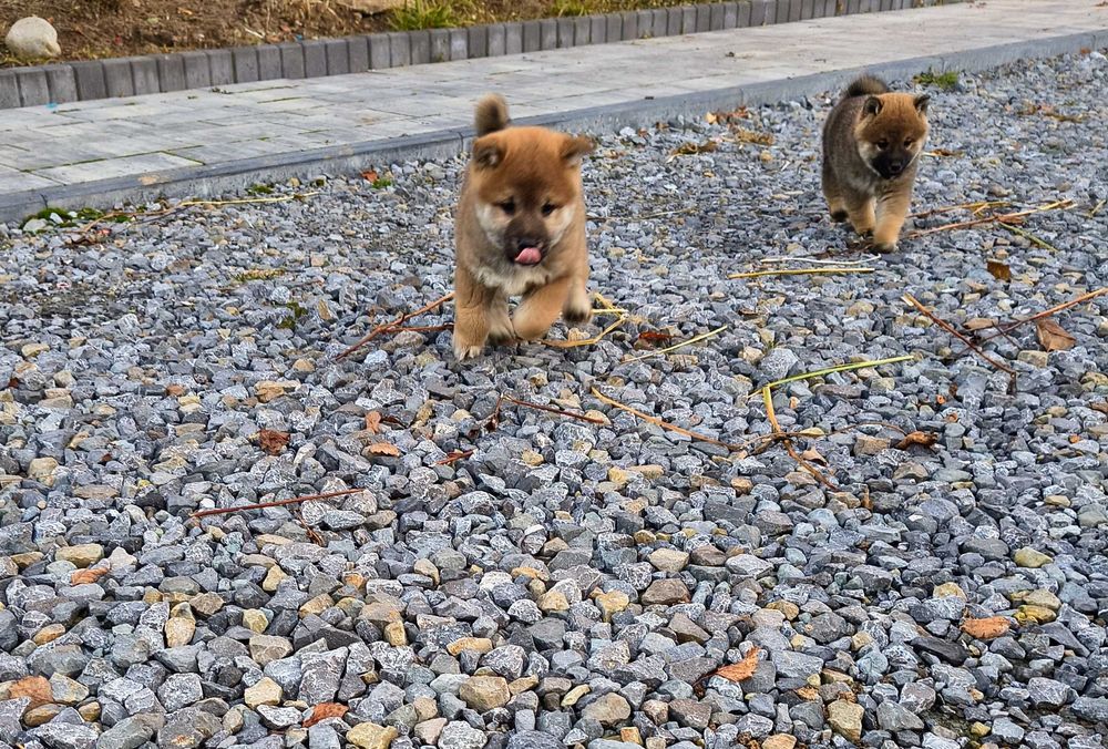 Cudny piesek shiba inu