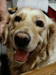 Golden Retriever suka
