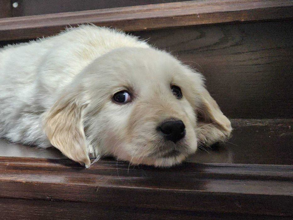 Голден ретрівер щенятка