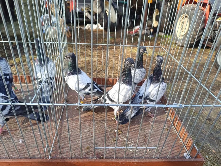 Gołębie Budapeszty Deresze