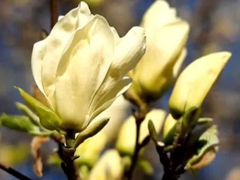 Magnolia, Magnolie Żółta - różne odmiany