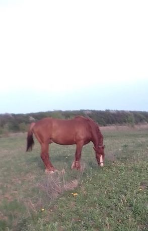 Продам Жеребця ціна договірна