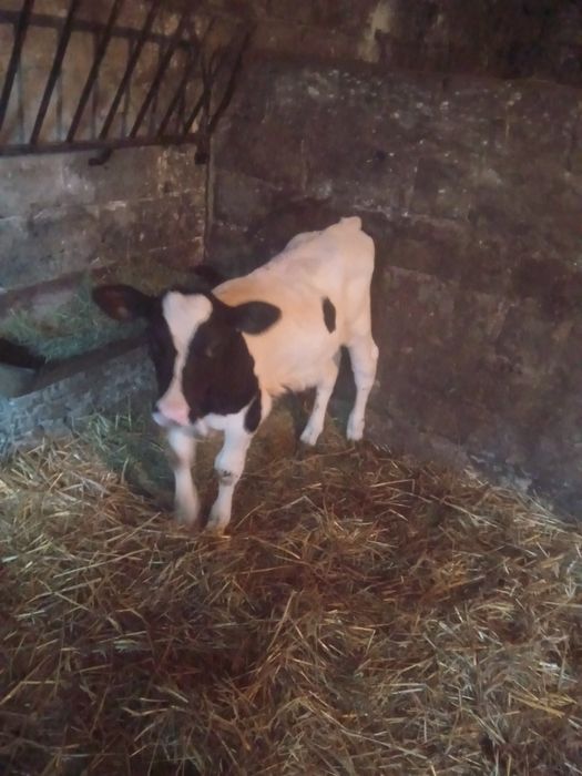 Sprzedam byczki i jałówki