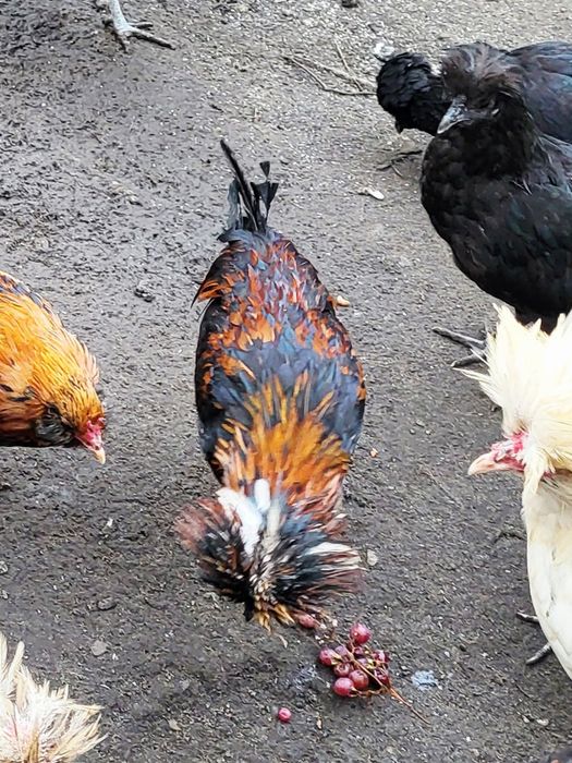 Kury czubatki KOGUTY sprzedam.