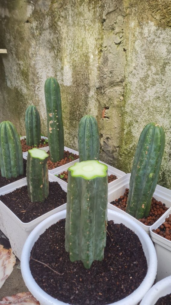 Cacto S.Pedro Echinopsis
pachanoi