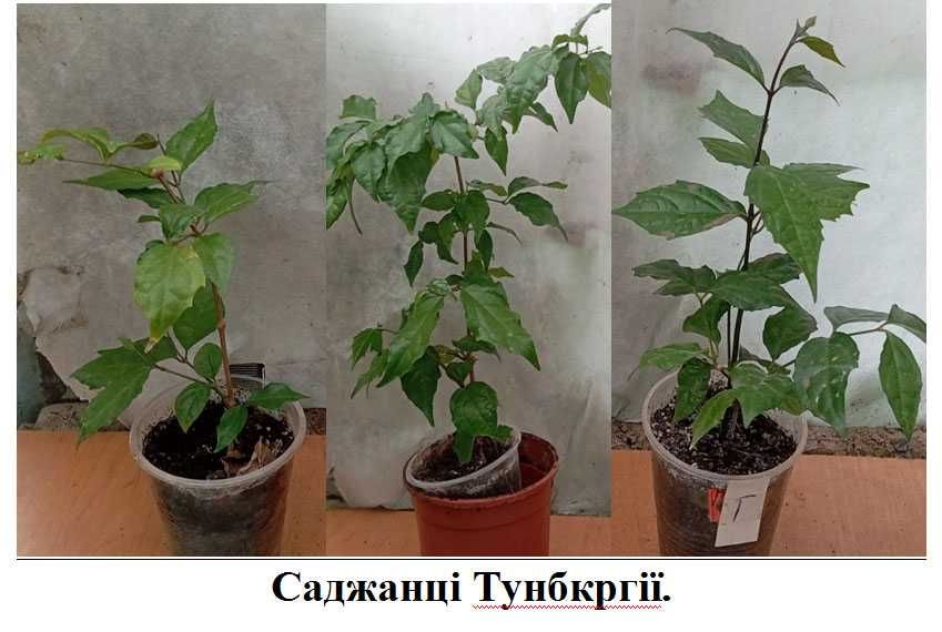Тунбергія древовидна Більбергія Соландра Кімнатні рослини квіти