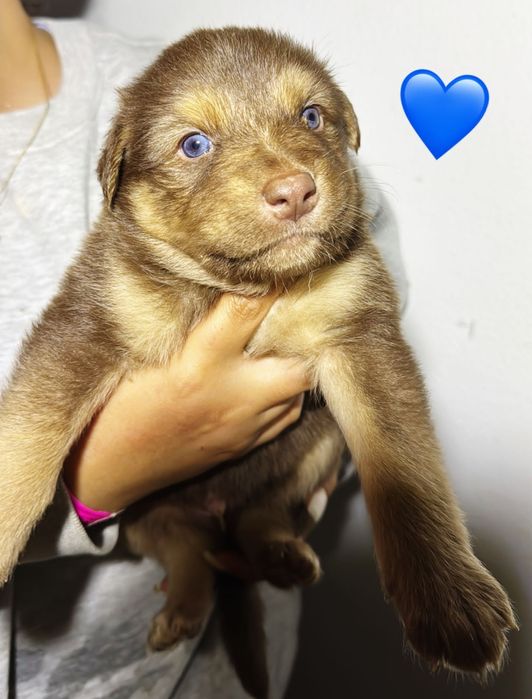 17 cães bebés para adoção responsável