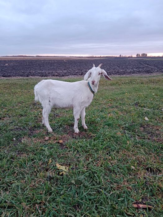 Продам англонубійка 75%