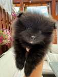 Szpic miniaturowy, Pomeranian XS