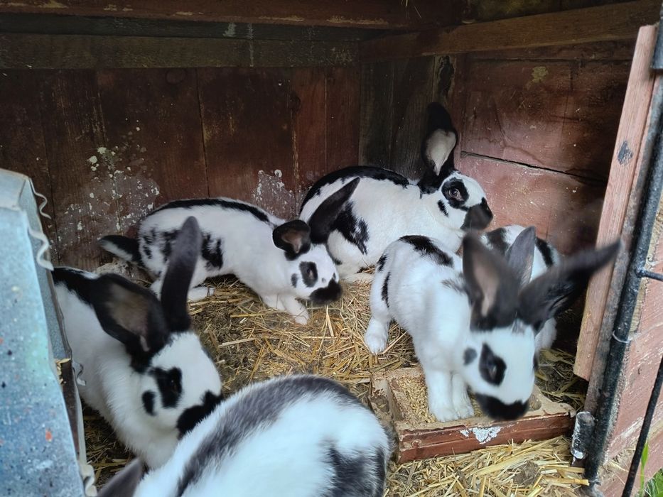 Olbrzym srokacz czarno biały