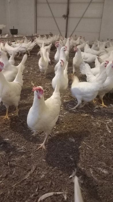 Kury Nioski Leghorn 24 tygodnie! Wysyłka od 10 sztuk.