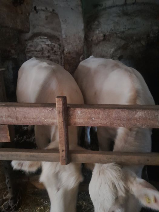 Jałówka  Charolaise