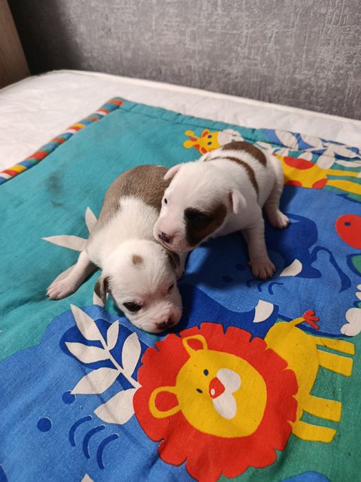 ЩЕНКИ Американского стаффа.