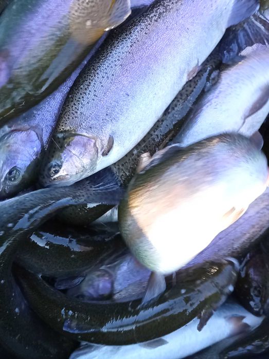 Pstrąg tęczowy 700 -900 gram , jesiotr lin karp karaś szczupak sandacz