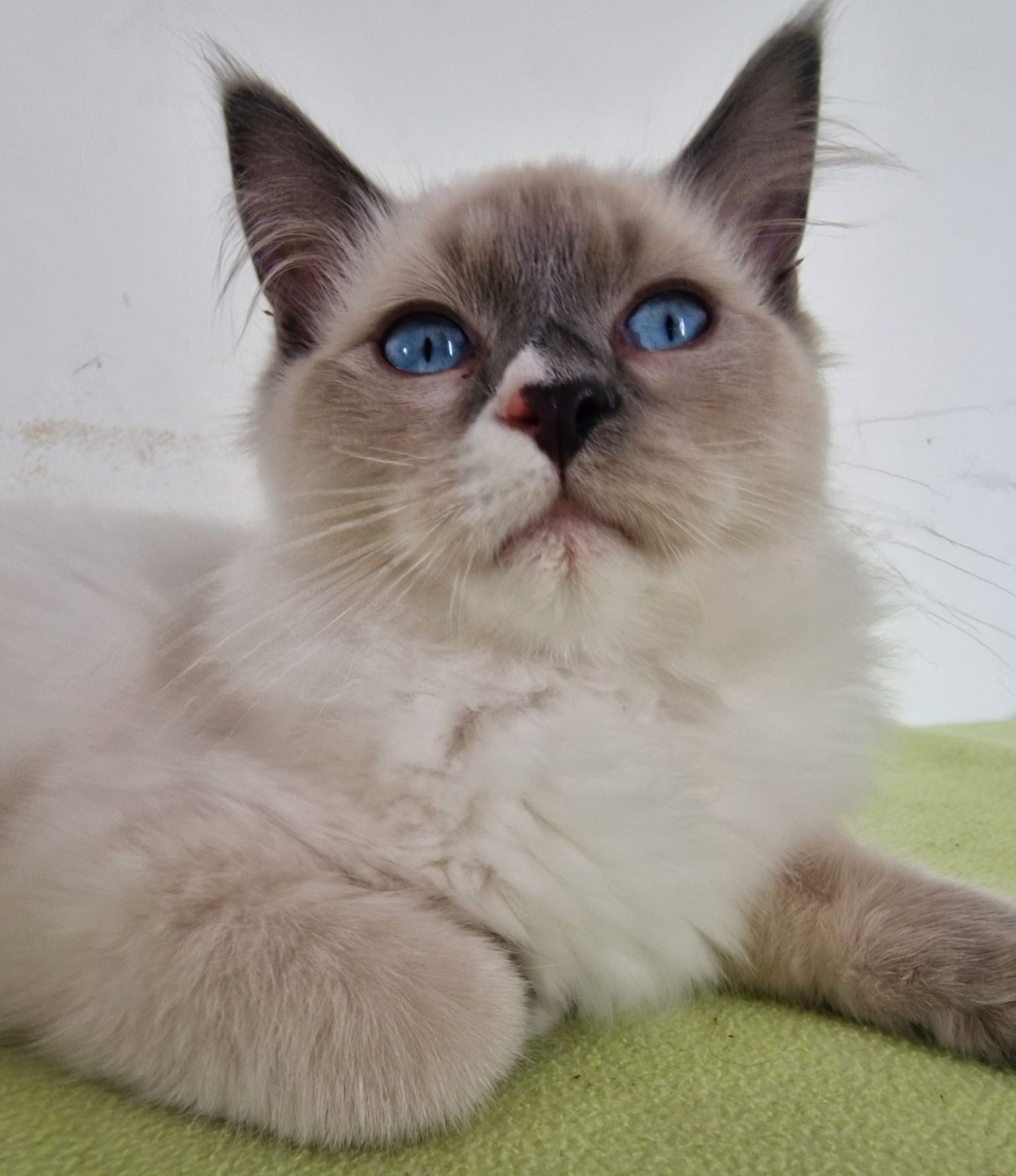 Kocurek Ragdoll blue mitted