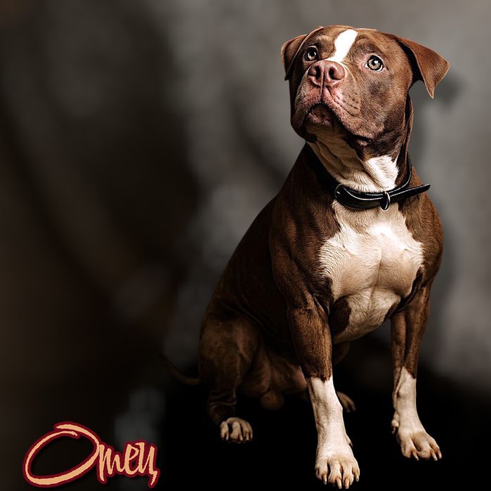 Шикарный мальчик Апбт(питбуль)