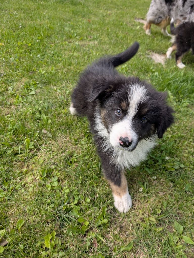 Owczarek australijski Black tri chłopiec