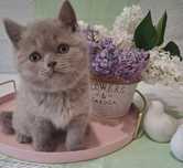 Шотландські кошенята