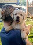 Labrador retriever